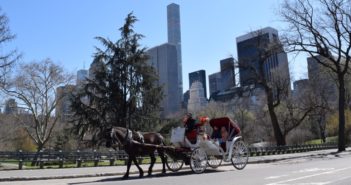 What you should know about the NYC carriage horses: They're humane, regulated, safe, healthy, political and beloved.